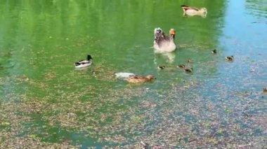 Parma Ducale parkında çeşitli kuşlar ördek yavrusuyla ördek gibi ördek besliyor.
