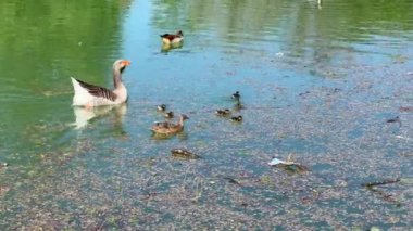 Parma Ducale parkında çeşitli kuşlar ördek yavrusuyla ördek gibi ördek besliyor.
