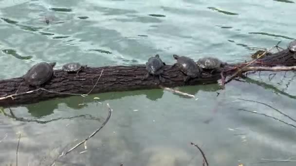Turtles Sunbathe Log Lake Parco Ducale Parma High Quality Footage — Vídeo de Stock