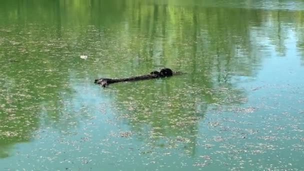 Schildkröten Sonnen Sich Auf Einem Baumstamm See Des Parco Ducale — Stockvideo