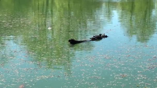 Turtles Sunbathe Log Lake Parco Ducale Parma High Quality Footage — Stock video