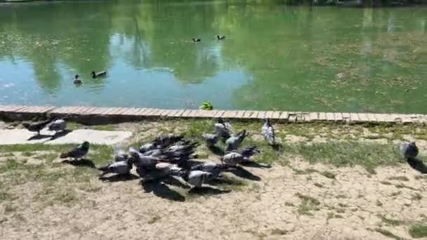 Palomas Comen Borde Lago Parque Público Imágenes Alta Calidad — Vídeos de Stock