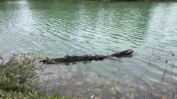 Turtles Sunbathe Log Lake Parco Ducale Parma High Quality Footage — Video Stock