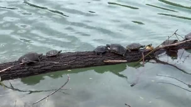 Tartarugas Banhar Sol Log Lago Parco Ducale Parma — Vídeo de Stock