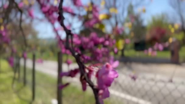 Tree Pink Flowers Cercis Siliquastrum Spring Bloom High Quality Footage — Vídeos de Stock