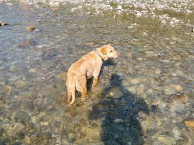 Labrador Golden Retriever Köpeği nehirde oynuyor. Yüksek kalite fotoğraf