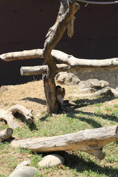 Little Monkey Resting Safari Zoo High Quality Photo — Foto Stock
