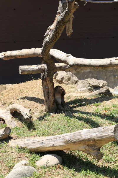 Küçük Maymun Safari Hayvanat Bahçesinde Dinleniyor Yüksek Kalite Fotoğraf — Stok fotoğraf