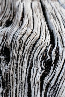 Zamanla oyulmuş eski tahta gövde. Yüksek kalite fotoğraf