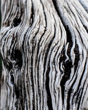 Zamanla oyulmuş eski tahta gövde. Yüksek kalite fotoğraf