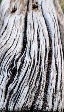 Zamanla oyulmuş eski tahta gövde. Yüksek kalite fotoğraf