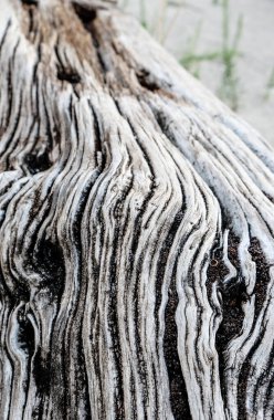 Zamanla oyulmuş eski tahta gövde. Yüksek kalite fotoğraf
