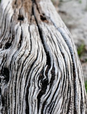 Zamanla oyulmuş eski tahta gövde. Yüksek kalite fotoğraf