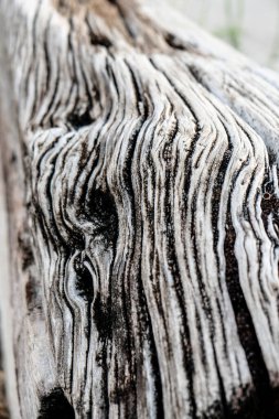 Zamanla oyulmuş eski tahta gövde. Yüksek kalite fotoğraf