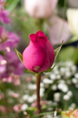 Bir demet çiçekte kırmızı gül tomurcuğu. Yüksek kalite fotoğraf