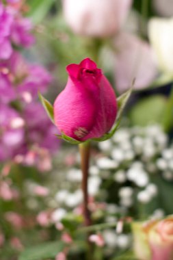 Bir demet çiçekte kırmızı gül tomurcuğu. Yüksek kalite fotoğraf