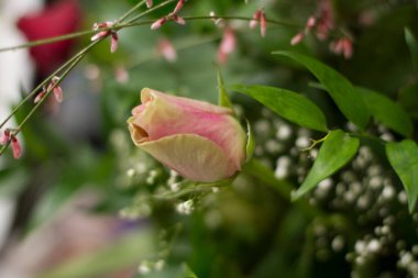 Bir demet çiçekte kırmızı gül tomurcuğu. Yüksek kalite fotoğraf