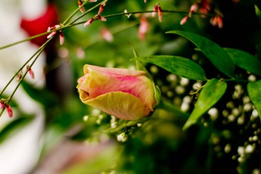Bir demet çiçekte kırmızı gül tomurcuğu. Yüksek kalite fotoğraf