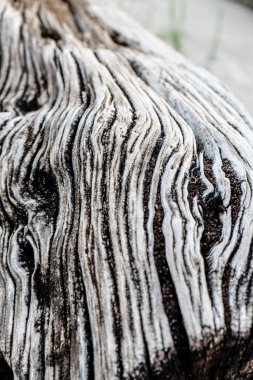 Zamanla oyulmuş eski tahta gövde. Yüksek kalite fotoğraf