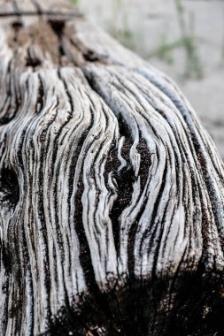 Zamanla oyulmuş eski tahta gövde. Yüksek kalite fotoğraf
