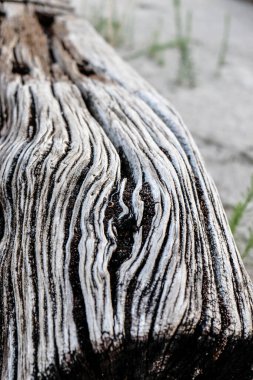 Zamanla oyulmuş eski tahta gövde. Yüksek kalite fotoğraf