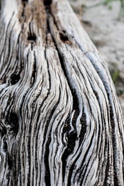 Zamanla oyulmuş eski tahta gövde. Yüksek kalite fotoğraf