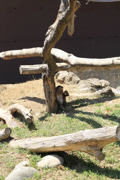 Little Monkey Resting Safari Zoo High Quality Photo — Foto Stock