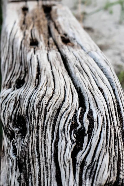 Vieux Tronc Bois Sculpté Par Temps Photo Haute Qualité — Photo