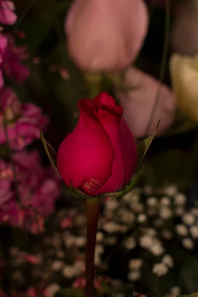 たくさんの花に赤いバラの芽 高品質の写真 — ストック写真