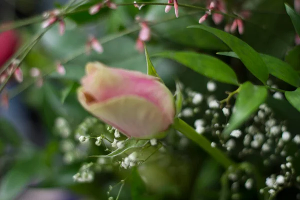 Bourgeon Rose Rouge Bouquet Fleurs Photo Haute Qualité — Photo