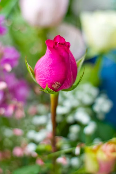 Red Rose Bud Bunch Flowers High Quality Photo — ストック写真