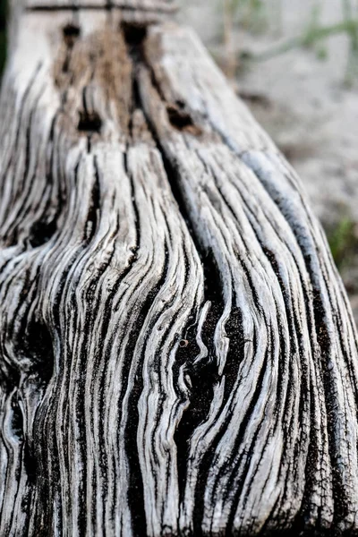 Old Wooden Trunk Carved Out Time High Quality Photo — Stock Photo, Image