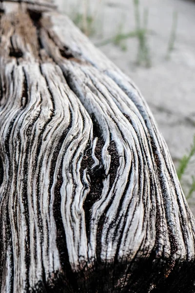 Zamanla oyulmuş eski tahta gövde. Yüksek kalite fotoğraf