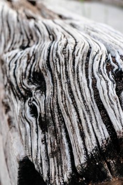 Zamanla oyulmuş eski tahta gövde. Yüksek kalite fotoğraf