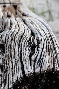 Zamanla oyulmuş eski tahta gövde. Yüksek kalite fotoğraf