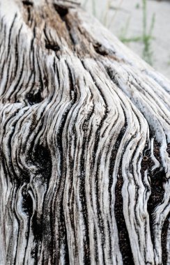 Zamanla oyulmuş eski tahta gövde. Yüksek kalite fotoğraf