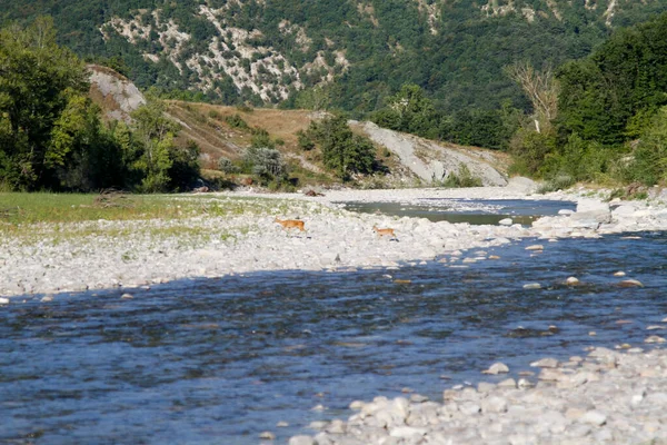 Enza Torrent Reggio Emilia Olaszország Tartományban Napsütéses Napokban Kiváló Minőségű — Stock Fotó