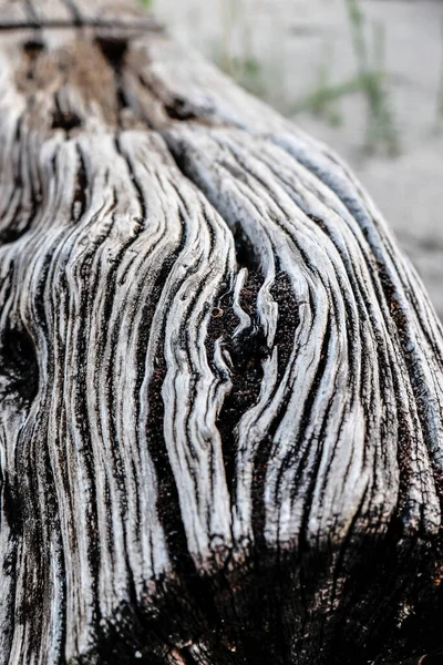 Zamanla oyulmuş eski tahta gövde. Yüksek kalite fotoğraf