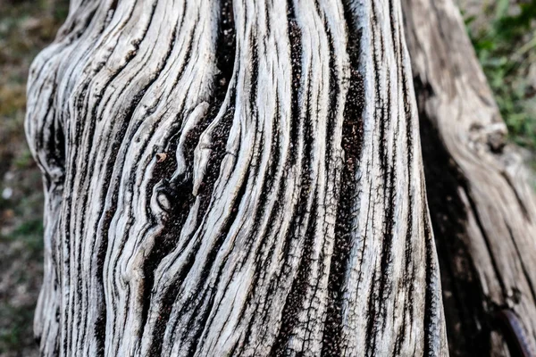 Velho Tronco Madeira Esculpido Pelo Tempo Foto Alta Qualidade — Fotografia de Stock