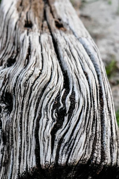 Old Wooden Trunk Carved Out Time High Quality Photo — Stock Photo, Image