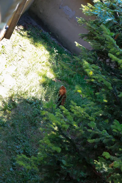 Red Panda Safari Zoo High Quality Photo — Foto Stock