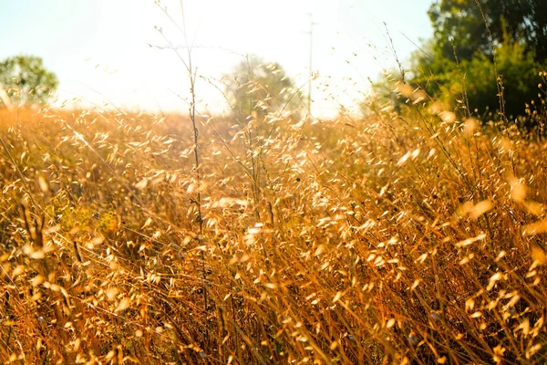Ein Von Der Augustsonne Verbranntes Grasfeld Italien Hochwertiges Foto — Stockfoto