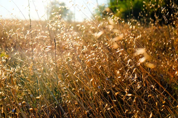 Ein Von Der Augustsonne Verbranntes Grasfeld Italien Hochwertiges Foto — Stockfoto