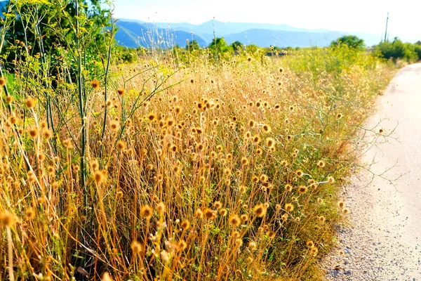 Field Grass Burnt August Sun Italy High Quality Photo — Stock Fotó