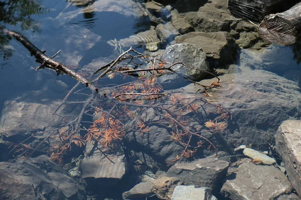 호수에 들어가는 가지들 고품질 — 스톡 사진