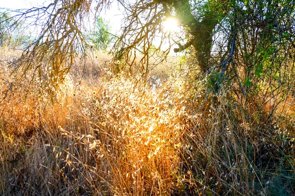 İtalya 'da ağustos güneşinde çimen tarlaları yandı. Yüksek kalite fotoğraf