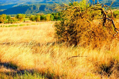 İtalya 'da ağustos güneşinde çimen tarlaları yandı. Yüksek kalite fotoğraf