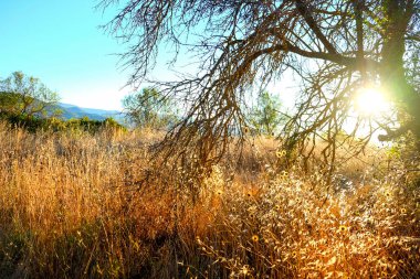 İtalya 'da ağustos güneşinde çimen tarlaları yandı. Yüksek kalite fotoğraf
