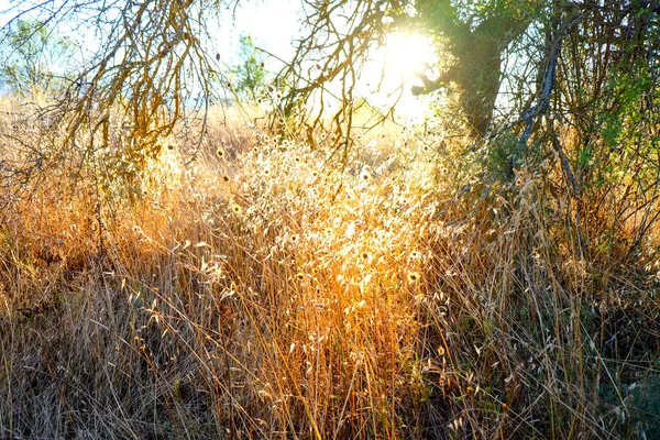 İtalya 'da ağustos güneşinde çimen tarlaları yandı. Yüksek kalite fotoğraf