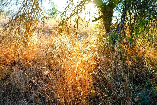 Champ Herbe Brûlé Par Soleil Août Italie Photo Haute Qualité — Photo